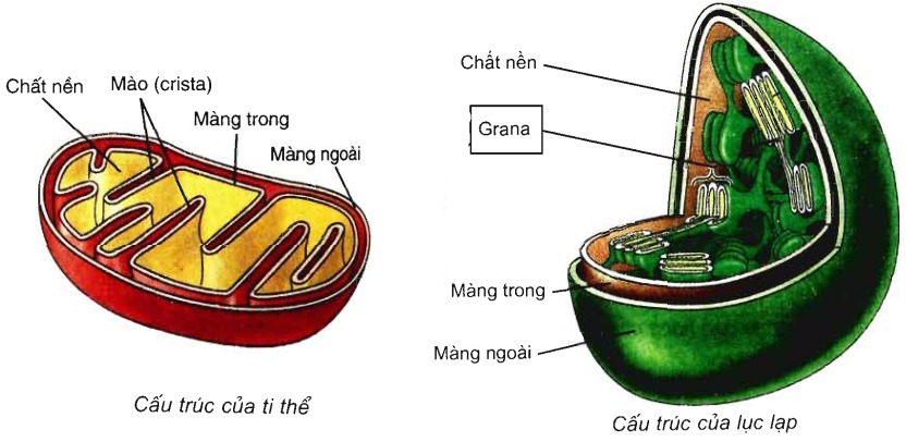 So sánh lục lạp và ty thể